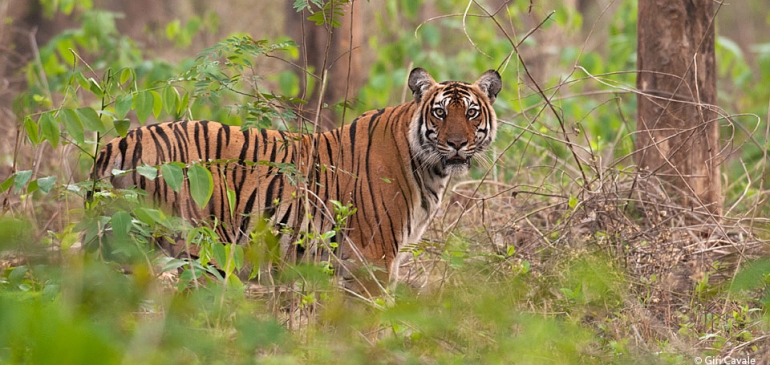 Nagarahole Tiger National Park