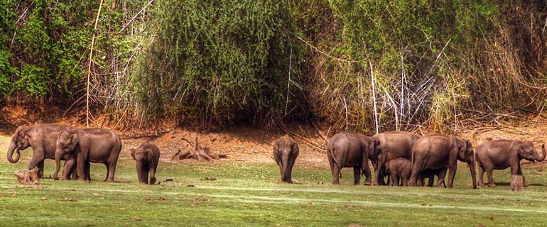 Bandipur National Park